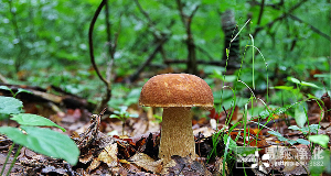 食用菌凈化車間設計、施工、安裝、檢測專業廠家